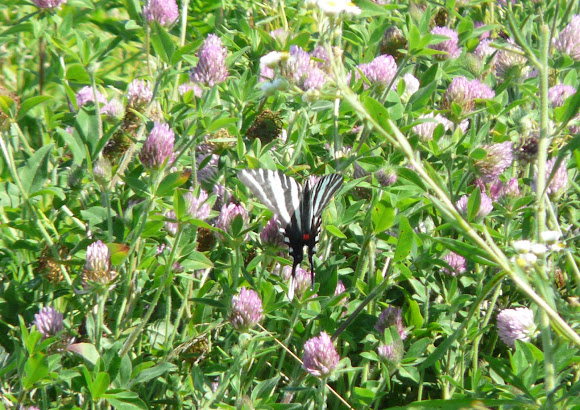 Spotting Image 1