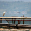 Little Egret