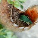 Megalopygid Moth Caterpillar