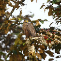 Crested Serpent Eagle