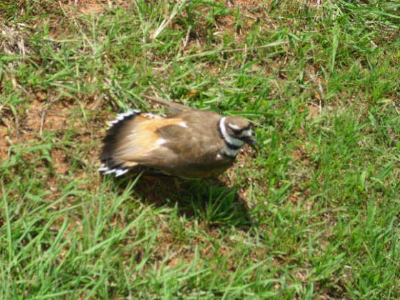 Spotting Image 1