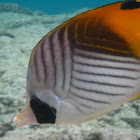 Threadfin butterflyfish