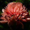 Torch ginger