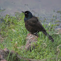 Common Grackle