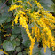 Goldenrod