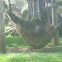 Orangutan