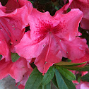 Azalea