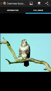How to mod Birds of prey lastet apk for bluestacks