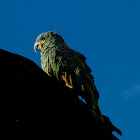 Blue-fronted Amazon