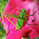 Fork-tailed Bush Katydid - final instar nymph male