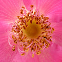 Carolina Rose