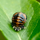Asian multicolored lady bug (pupa)