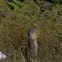 Columbian Ground Squirrel
