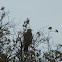 Red Kite