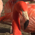 Chilean Flamingo