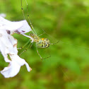 Orchard Orbweaver