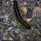 Eastern tent caterpillar