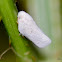 White plant hoopper