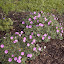  Hardy Geraniums