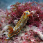 Nudibranch: C.colemani