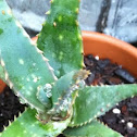 Aloe