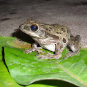Common Tree Frog