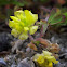 unknown Clover
