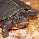 Eastern Painted Turtle