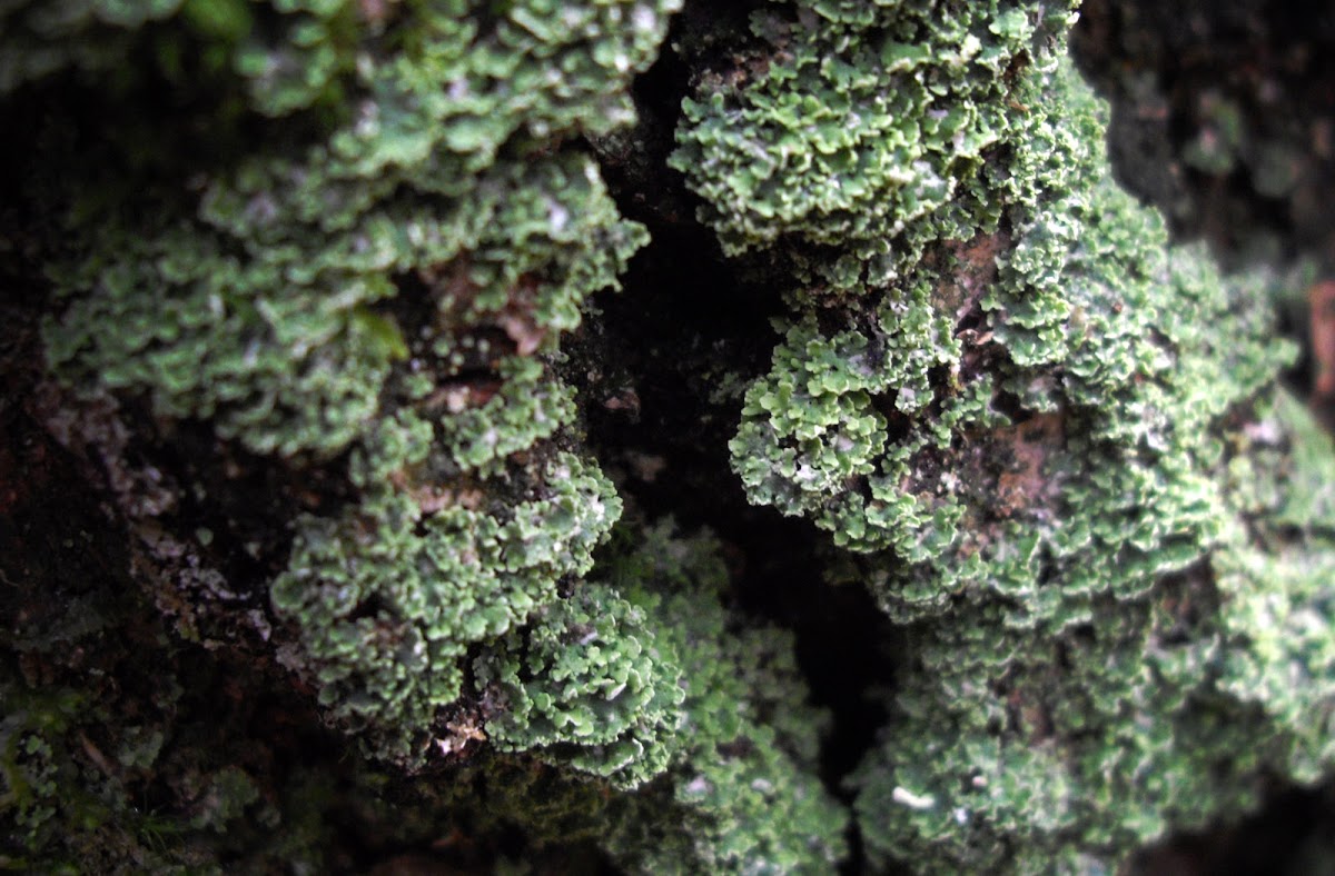 Mealy Rosette Lichen