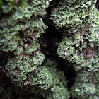 Mealy Rosette Lichen
