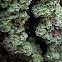 Mealy Rosette Lichen