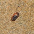 Beetle?