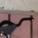 Puerto Rican Boa