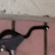Puerto Rican Boa