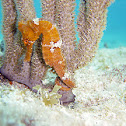 Longsnout Seahorse