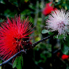Red Powder Puff plant