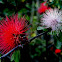 Red Powder Puff plant