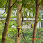 Long-tailed Shrike