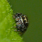 Jumping spider