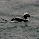 Long-tailed Duck
