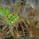 Magnolia Green Jumper