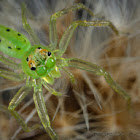 Magnolia Green Jumper