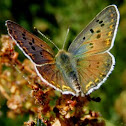 Sooty Copper
