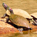 Red-eared Slider