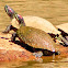 Red-eared Slider
