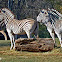 Damara Zebra - Nashville Zoo