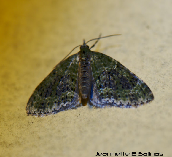 Spotting Image 1