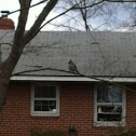 Tufted Titmouse