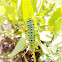 caterpillar