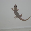 Gecko